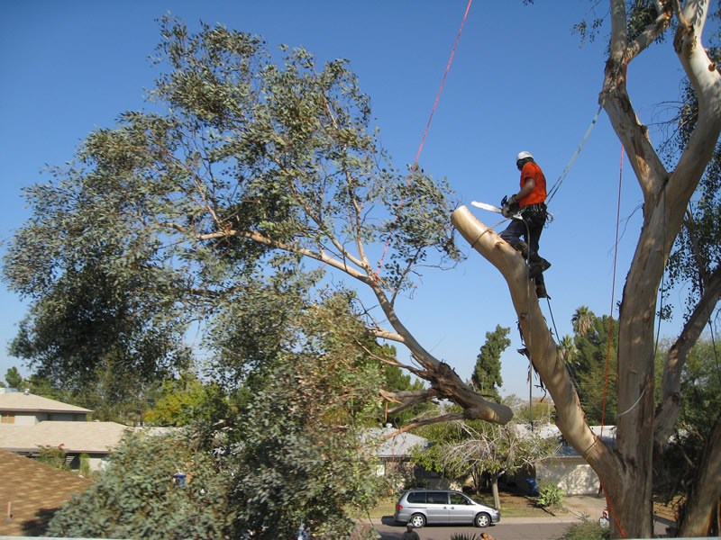 Tree Removal