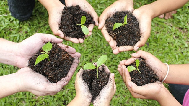 Tree Planting