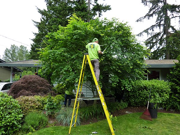 Man in Ladder Cutting Grass