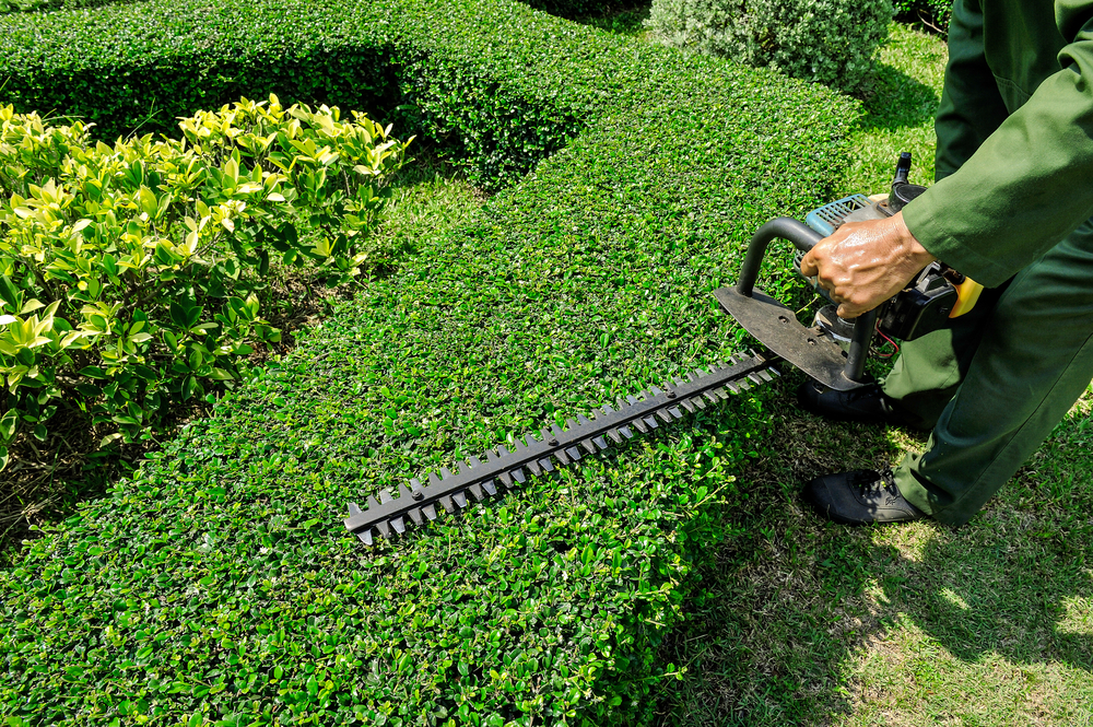 Landscape design